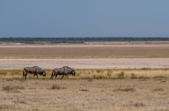 Gnoes langs zoutvalkte, NamibiÃ«